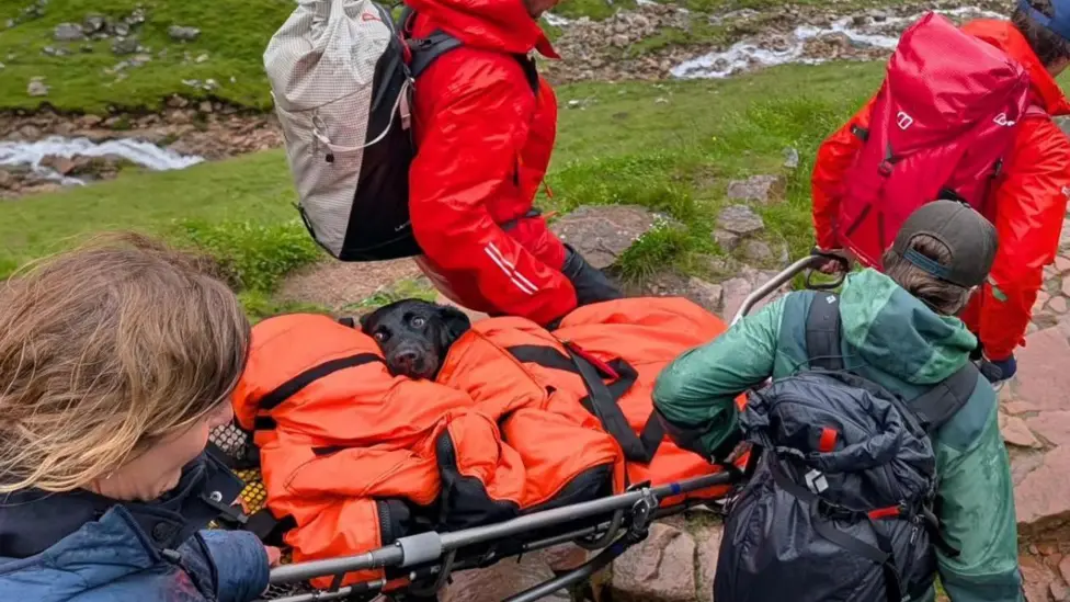Tokyo the black Labrador collapsed on the trail half way up Ben Nevis